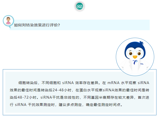 如何对转染效果进行评价？细胞转染后，不同细胞和 siRNA 效率存在差异。在 mRNA 水平观察 siRNA 效果的最佳时间是转染后24-48小时，在蛋白水平观察siRNA效果的最佳时间是转染后48-72小时。siRNA干扰是非线性的，不同基因半衰期存在较大差异，首次进行 siRNA 干扰效果测定时，建议多点测定，确定最佳测定时间点。